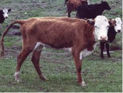 Cow Health: Copper deficiency