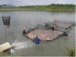 Addressing safety in Latin America’s tilapia supply chain