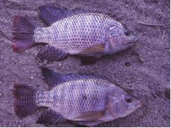Successful production of Nile and blue tilapia fry
