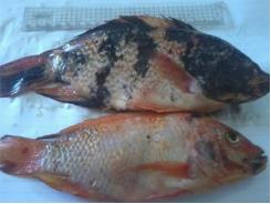 Genetic improvement aids red tilapia growth in Egypt