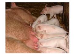 How to improve piglet gut health