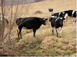 5 tips to keep cattle healthy during winter