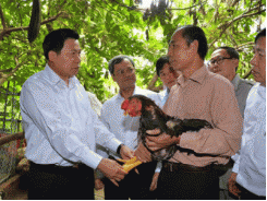 2.000 gà Hồ Bắc Ninh sẵn sàng “tiến vua” dịp tết