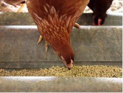 New developments in layer hen feeding