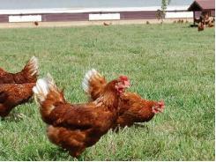 Warning for US egg producers: Beware of free-range hens