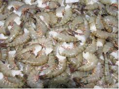 Critical decisions for shrimp harvesting and packing, Part 3