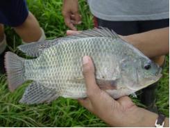 Tilapia Farming in India A Billion Dollar Business