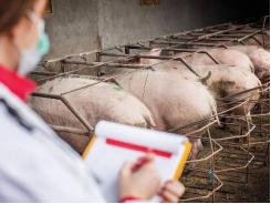 6 most common pig diseases worldwide