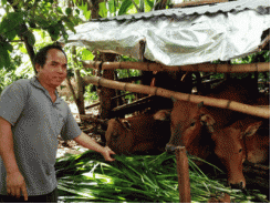 Có vốn mua bò, hết lo nghèo đói