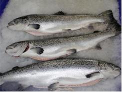 Aquaculture viruses: An Atlantic salmon case study