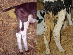 Diseases of Cattle: CALF SCOURS