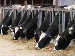 How feed efficient is your dairy cow?