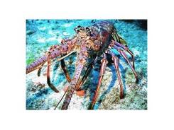 Caribbean Spiny Lobsters Found to Get Food From an Unexpected Source