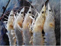 Calibrin® -Z Increases Shrimp Survival During Early Mortality Syndrome (EMS) Challenge