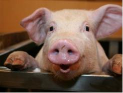 How piglet gastric pH development affects gut health