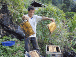 “Vẫn cho nuôi ong ngoại ngoài 4 huyện cao nguyên đá”