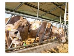 Seaweed mineral supplement for organic dairy cows