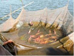 Thái Nguyên: Phòng tránh rét cho thủy sản trong mùa đông