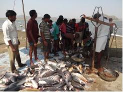 India’s reservoirs show significant potential for aquaculture