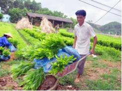 Đưa lâm nghiệp thành ngành kinh tế - kỹ thuật đặc thù