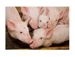 Replacing expensive lactose in piglet feeds