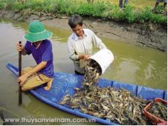 Bền vững tôm nuôi sinh thái