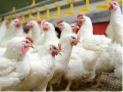 New broiler breeders feed recommendations developed
