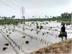 The ancient practice of paddy-cum-fish culture