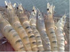 Organic Acid Supplements in Tiger Shrimp Diets