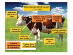 Live yeast helps manage heat stress in dairy cows