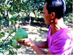 Kỳ công bí quyết in hình bản đồ Việt Nam lên bưởi