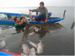 Huế: Cá nuôi và cá tự nhiên gần cửa biển chết hàng loạt