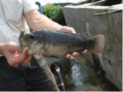 Biofloc systems viable for tilapia production