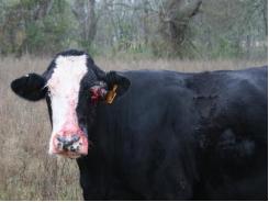 Diseases of Cattle: CANCER EYE