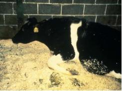 Diseases of Cattle: BSE or Mad Cow Disease