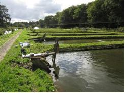 Linking water treatment practices and fish welfare