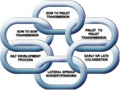 Controlling pig disease with prevention chain approach