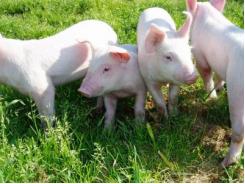 Early piglet weaning in their own farrowing pen - TIPS ON PIGS