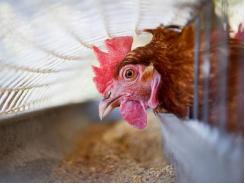 Understanding daily calcium cycle in layer hens