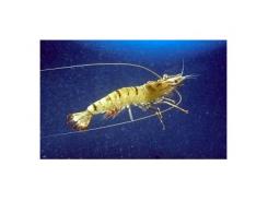 More Australian Prawn Farms Report White Spot Disease