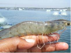 Management of Vannamei Shrimp Culture Ponds with High Stocking Density