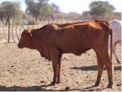 Diseases of Cattle: ANAPLASMOSIS