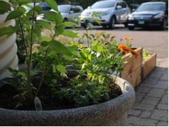 Be Bold! Grow Vegetables In Your Front Yard!