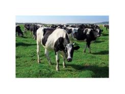 Increasing cow feed profitability with sugar