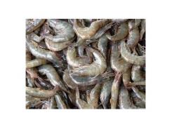 Saudi Arabia Lifts Pakistani Shrimp Import Ban