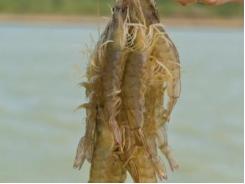 Functional Feed Additives to Prevent Disease in Farmed Shrimp