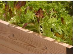 Vegetable Gardening For Beginners