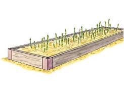 How To Grow Asparagus