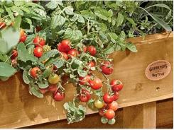 Top Crops For Small Vegetable Gardens