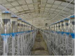 Increasing lighting on a pig farm - TIPS FOR PIGS